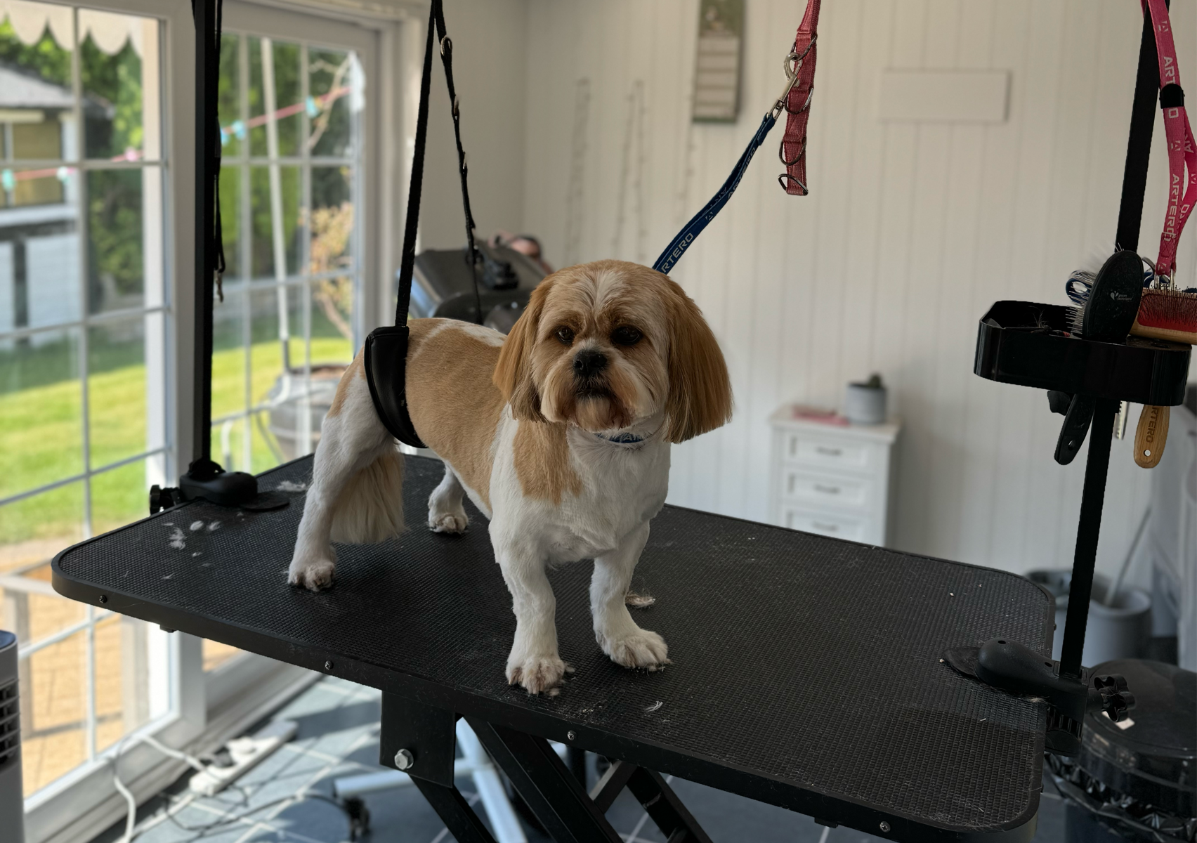 Small dog - short/smooth coated