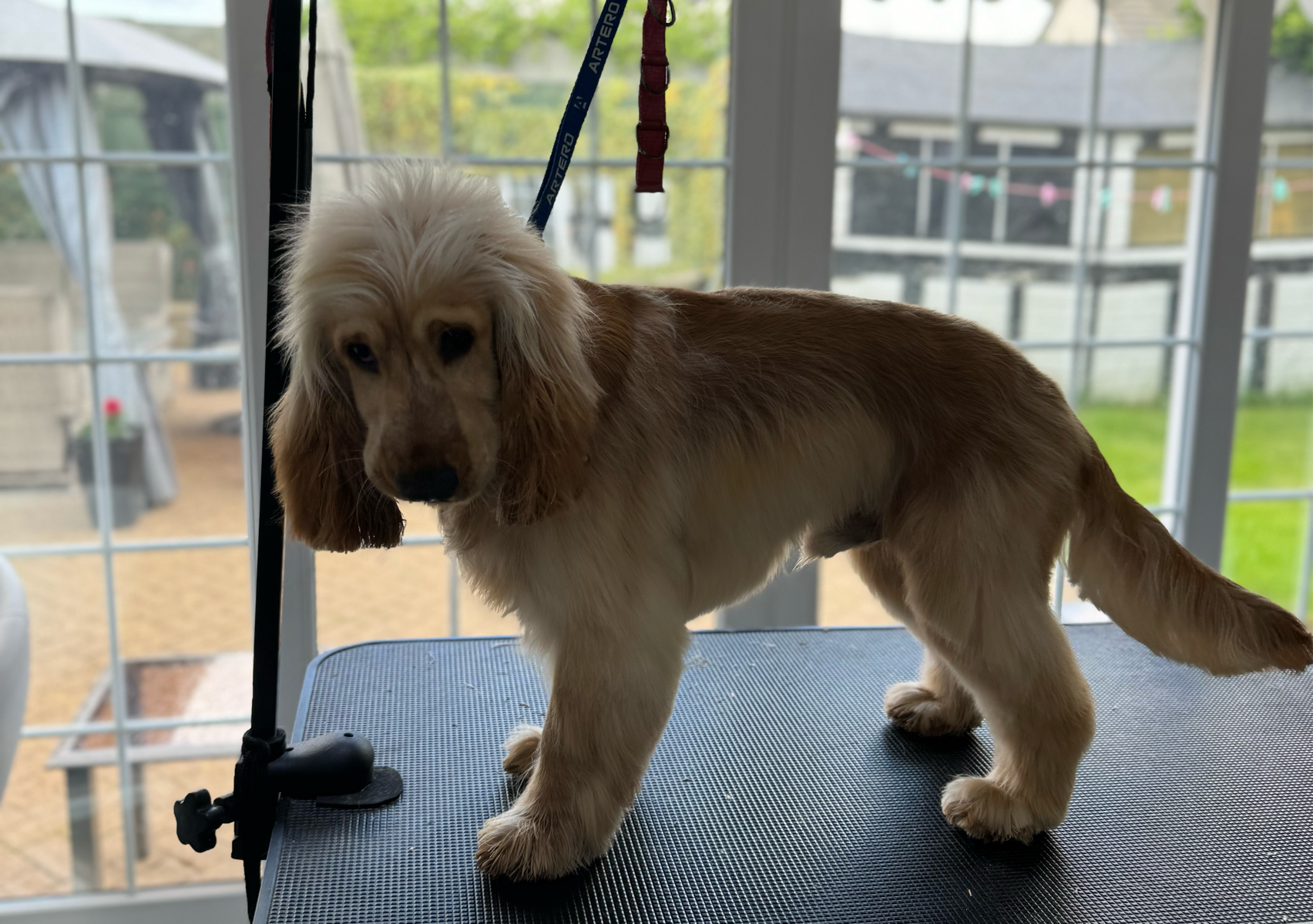 Show cocker handstrip 