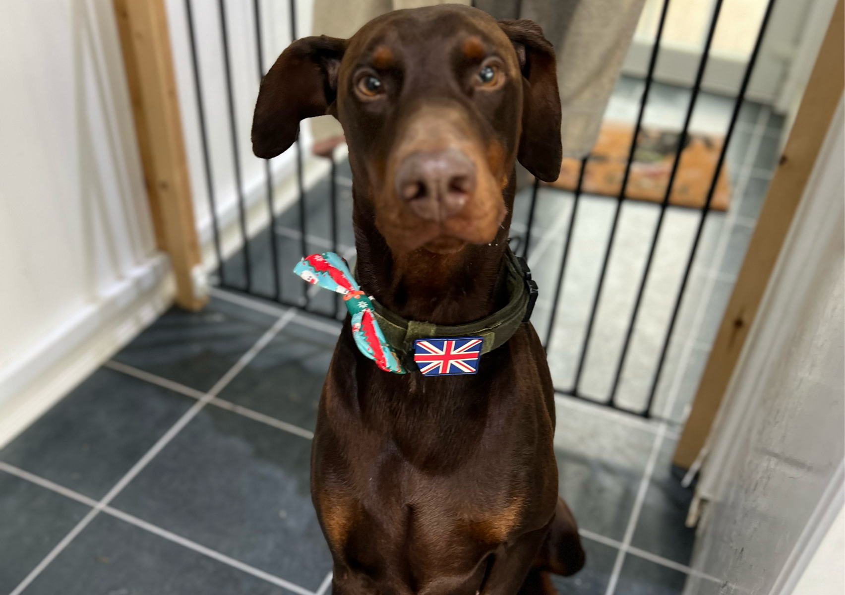 Bath and blow dry - large 