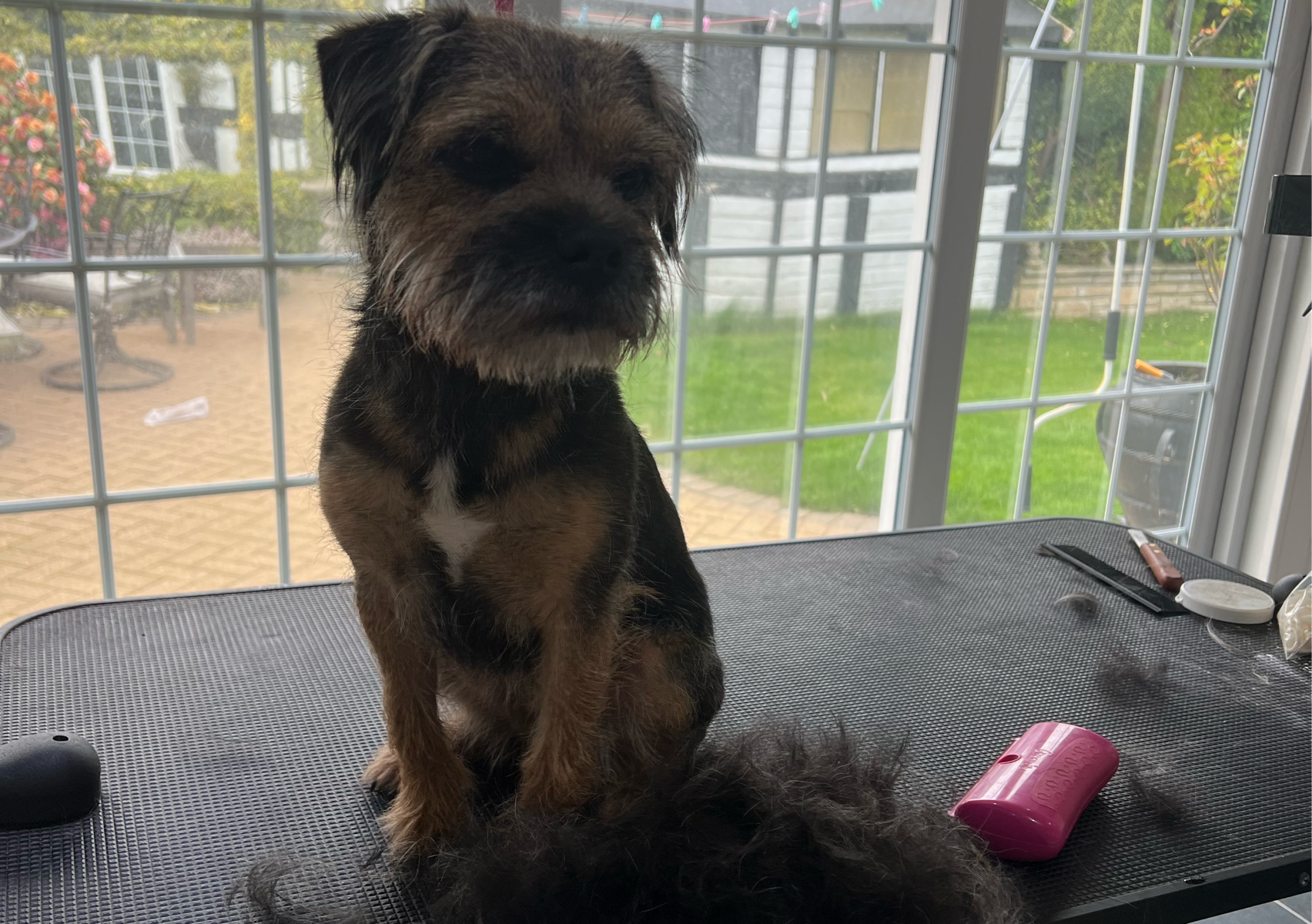 Border Terrier Handstrip