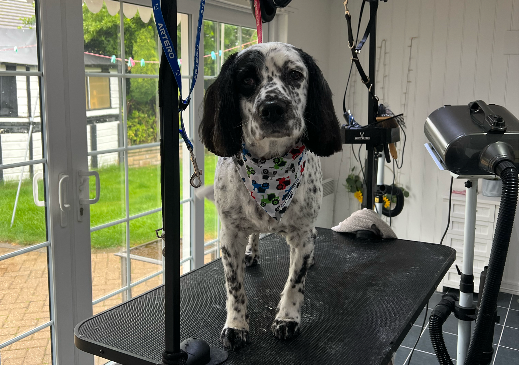 Medium Dog full clip off