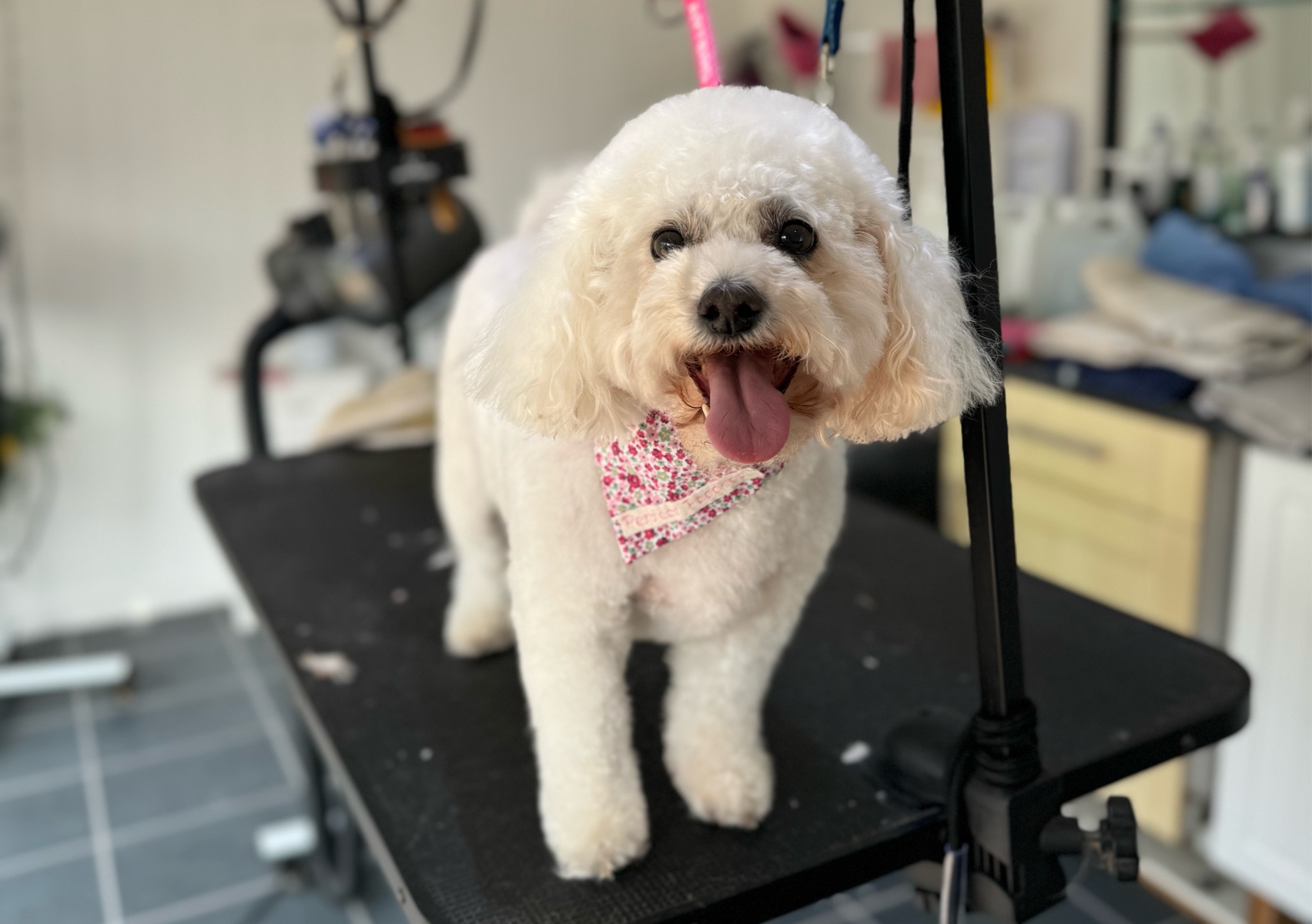 Small Dog - curly/wool coat