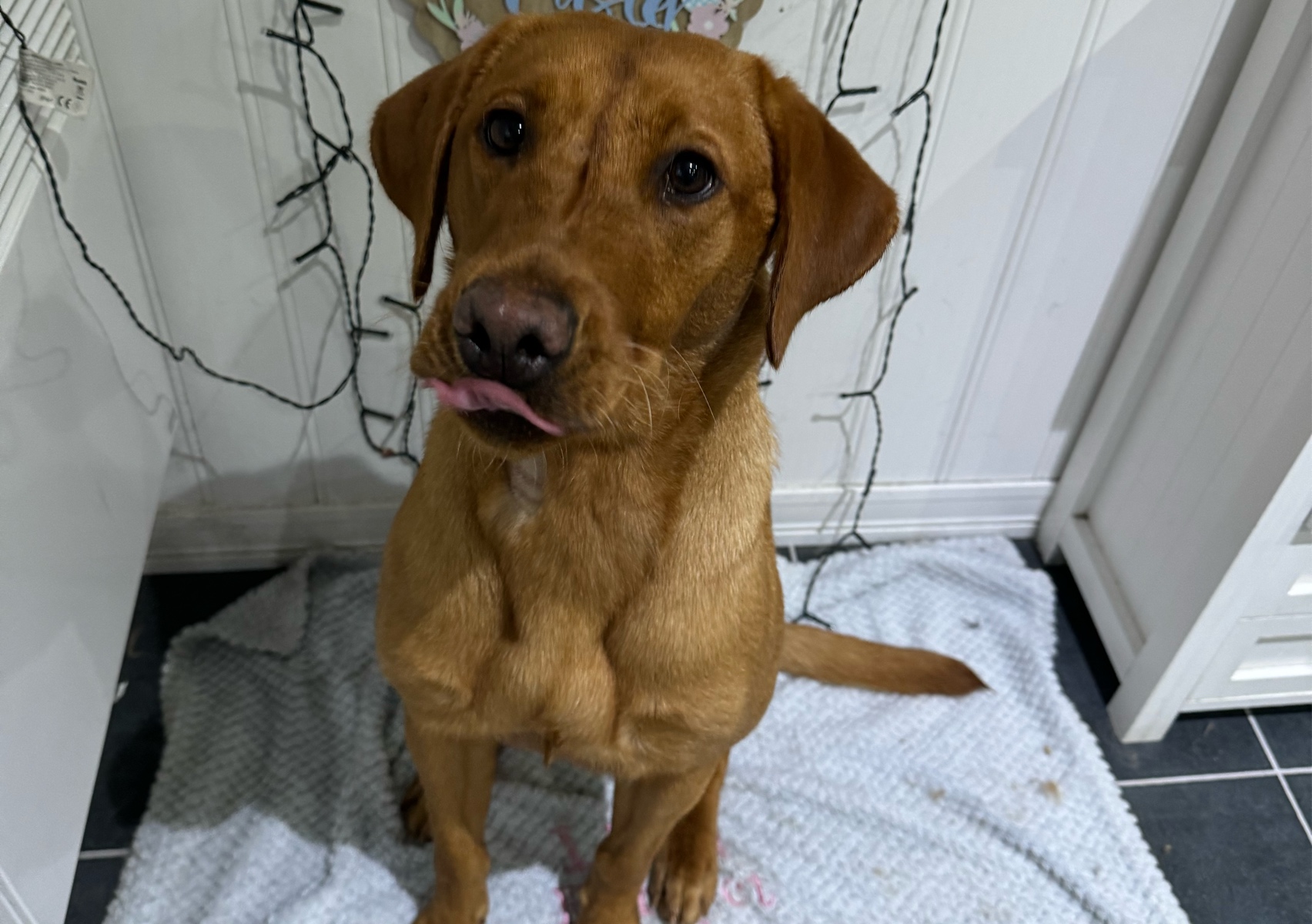 Bath Tidy Large - (eg. Lab)