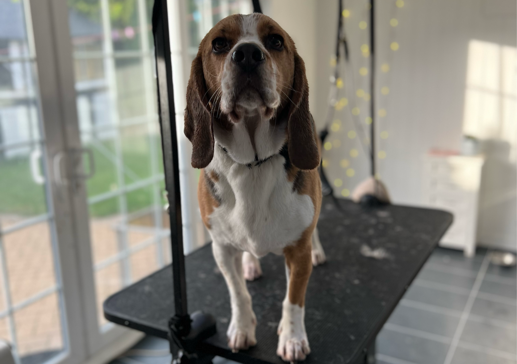 Bath and blow dry - medium