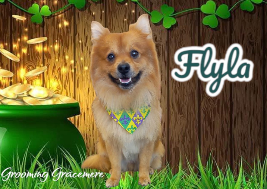 Medium Face, Bum & Feet tidy