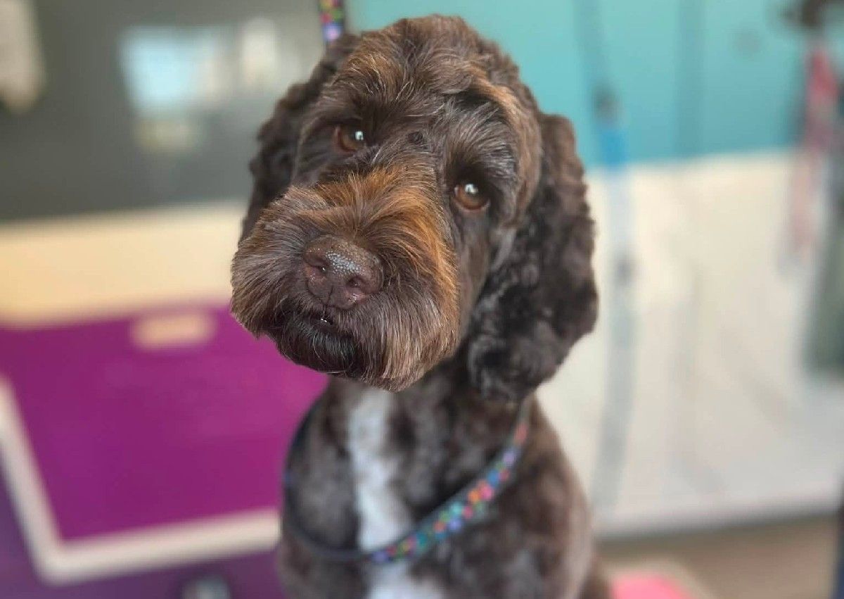 8 weekly - Medium Full Groom