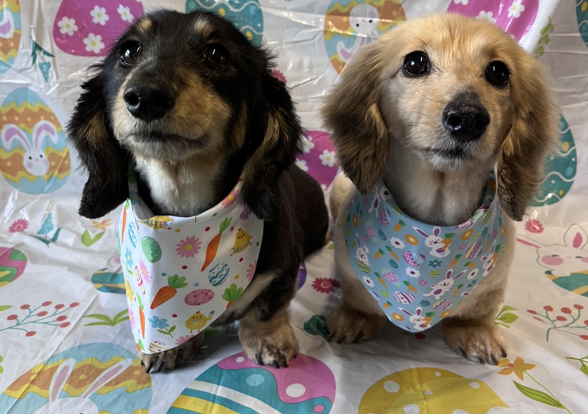 X-Small Standard Groom