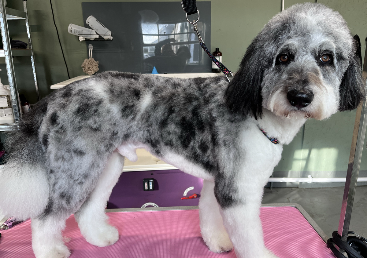 Large Standard Groom 