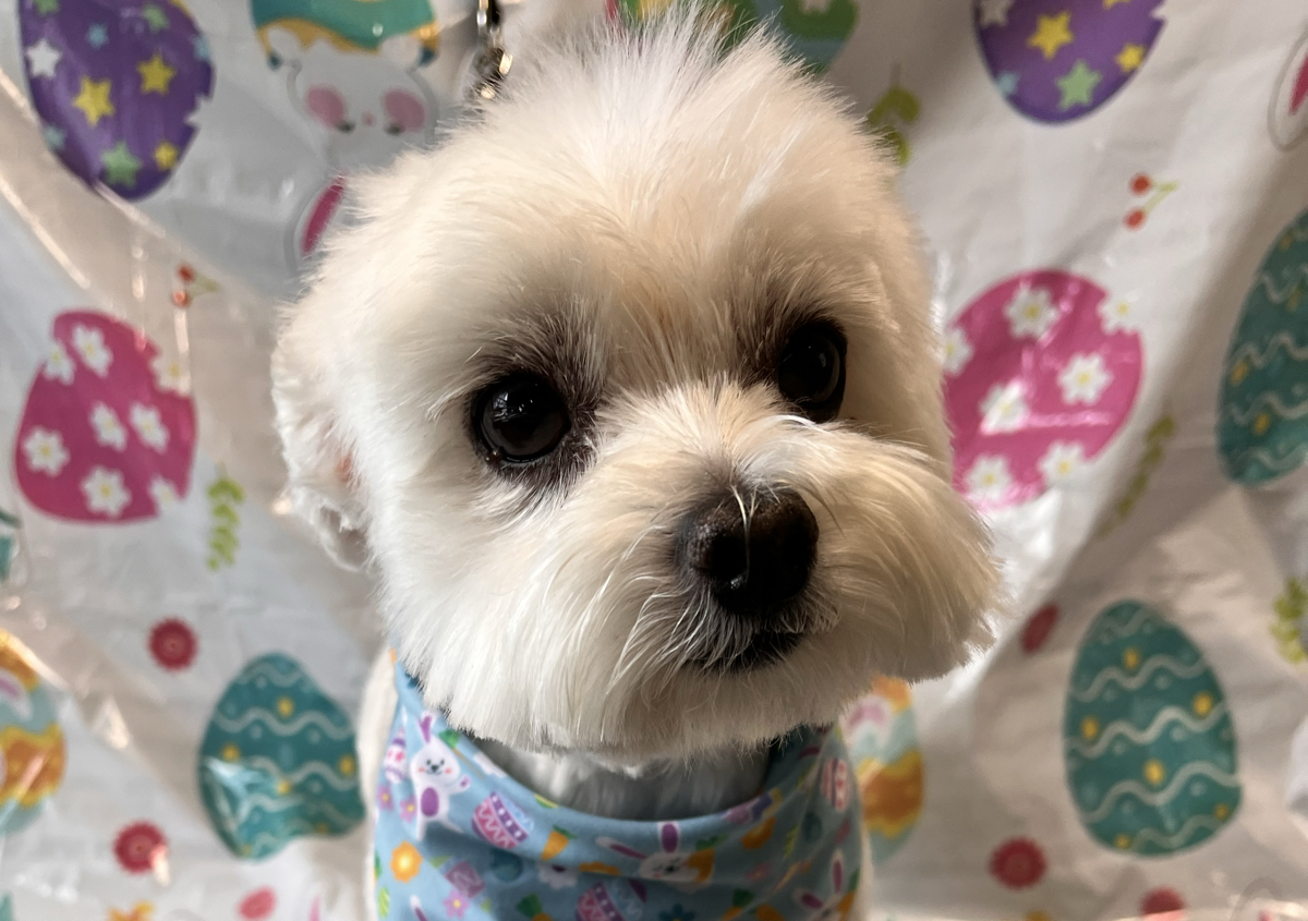 Small Standard Groom