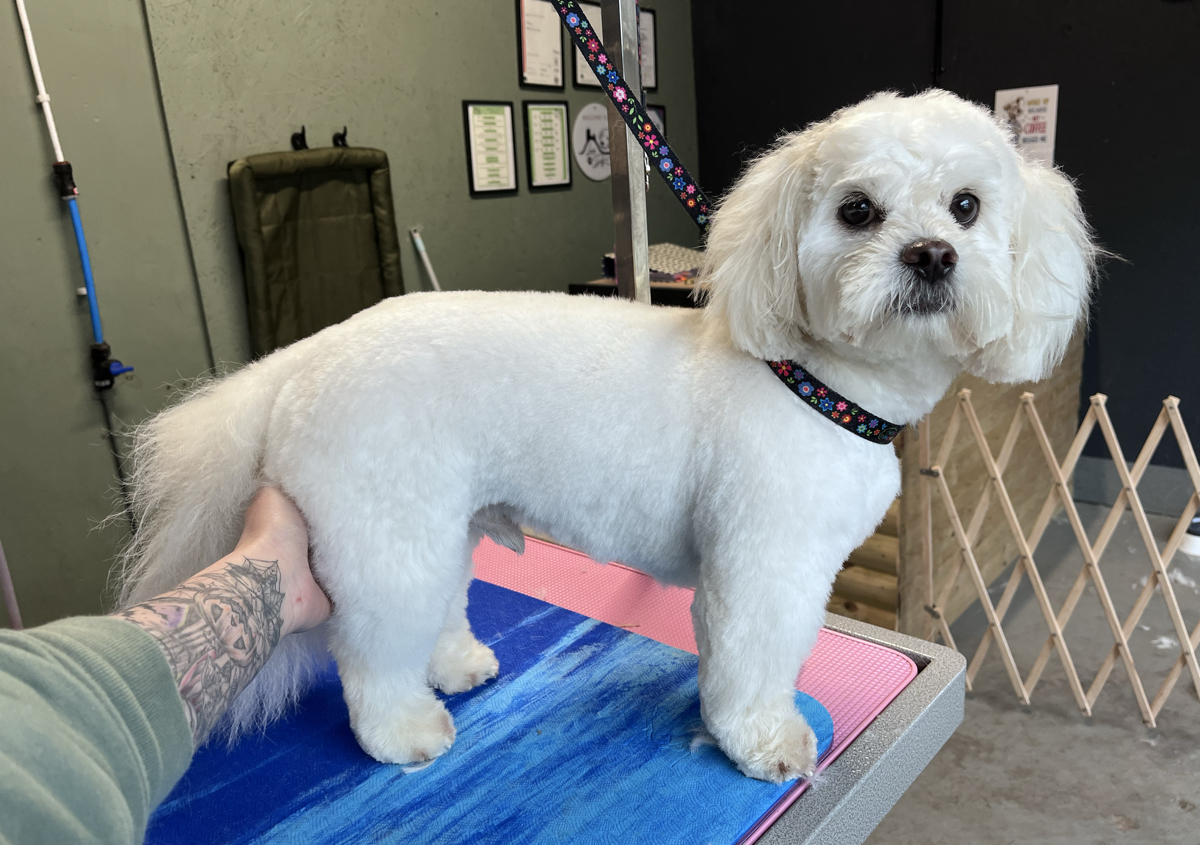 Medium Standard Groom