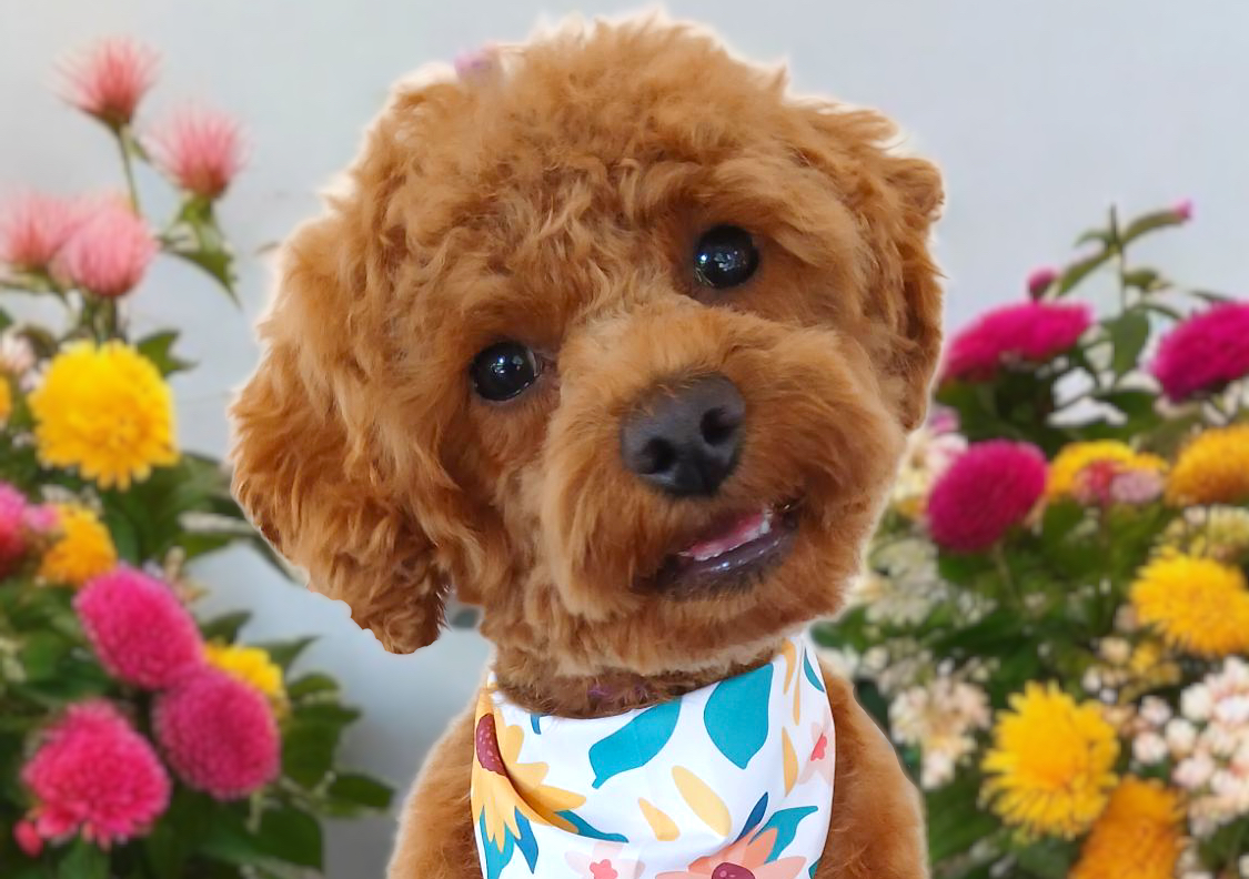 Small Dog Full Groom