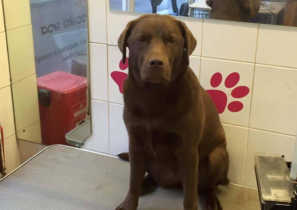 5) Large  - Bath Groom, Clean Ears, Trim Nails - Labrador, Dalmatian, Pointer