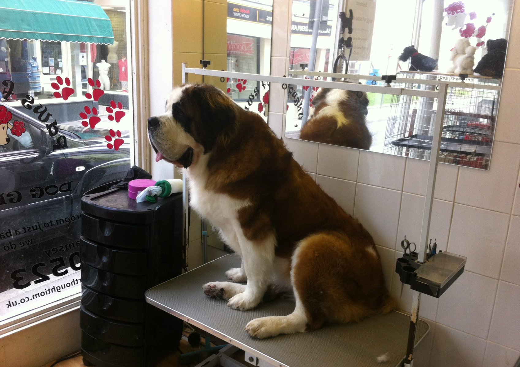 10) Extra Large Size Dogs - Bernses Mountain Dog, Leonberger