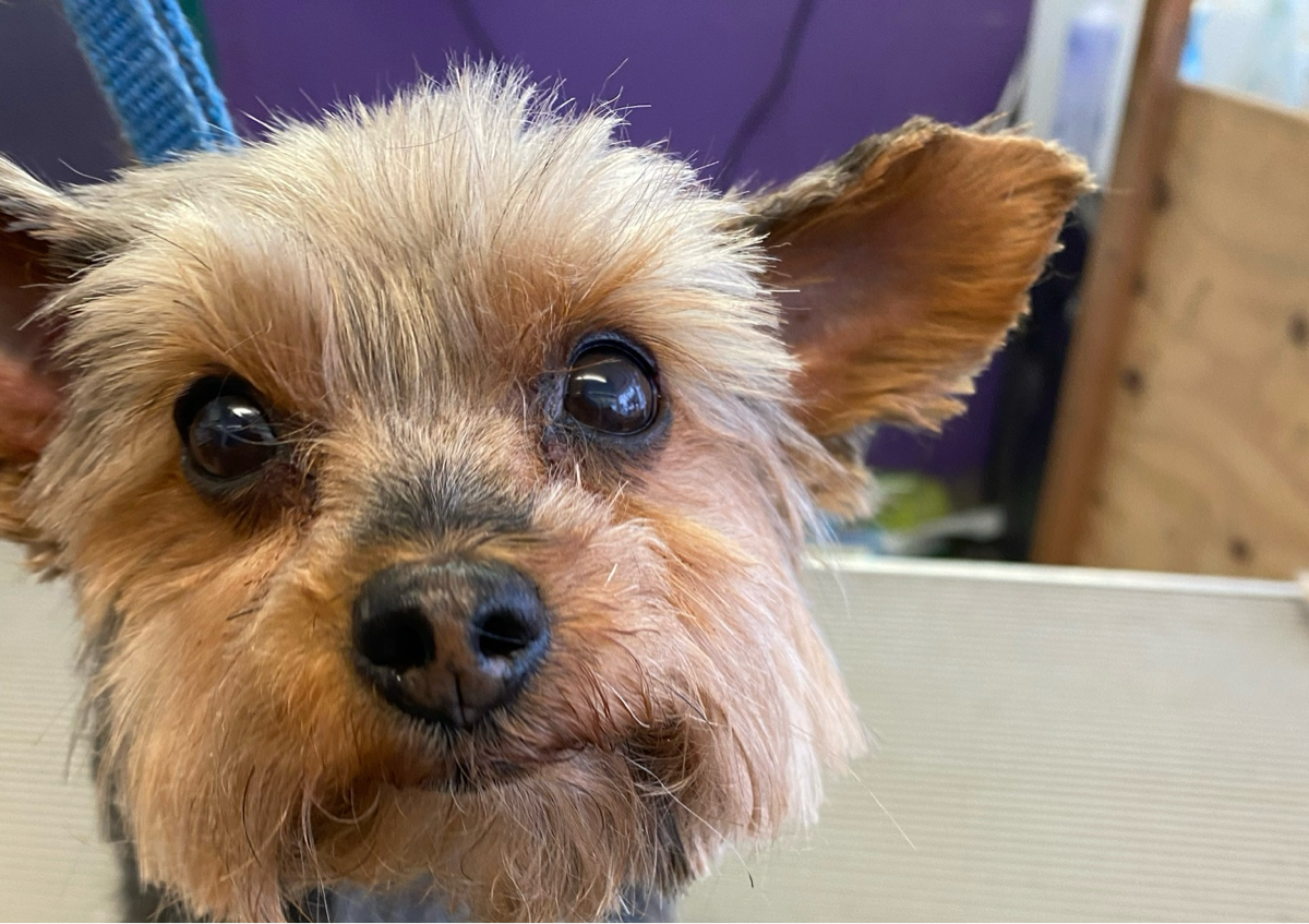 11) Small Size Dogs - Teapot Yorkshire Terrier, Toy Poodle