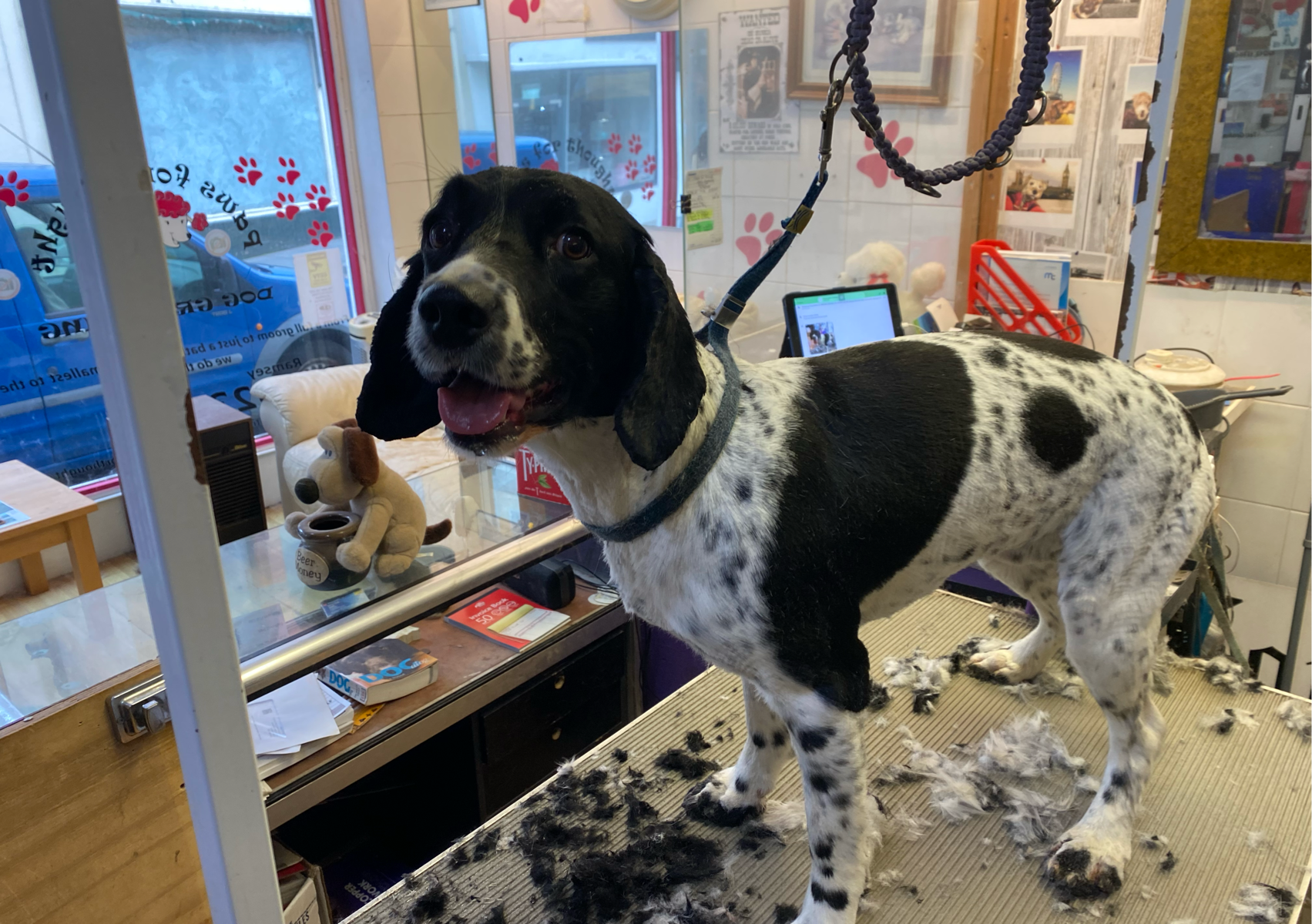 12) Medium Size Dogs - Cocker, Springer, Westie, Cockerpoo 