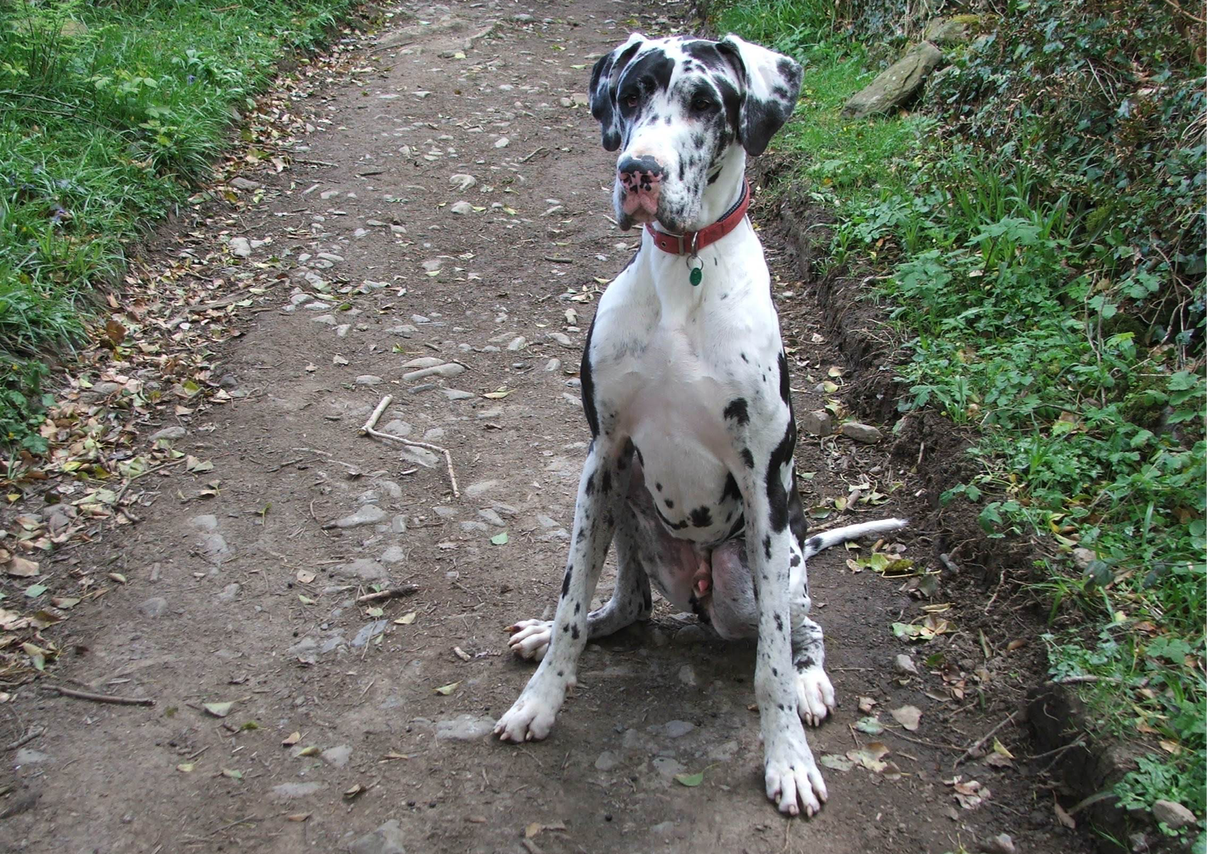 6) Extra Large  - Bath, Groom, Clean Ears, Trim Nails - Great Dane, Greyhound 