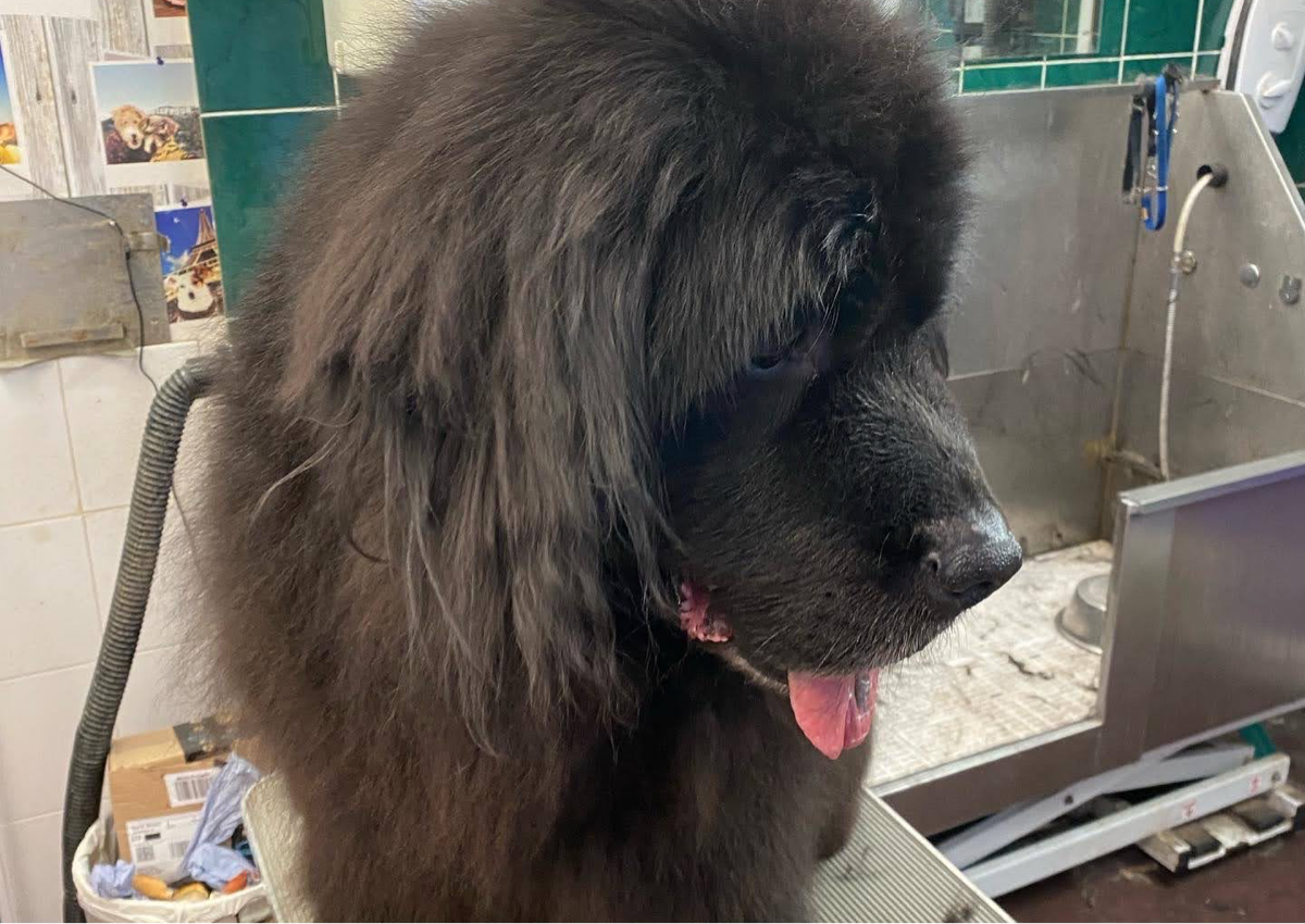 14) Extra Large Size Dogs  - New Foundlands, St Bernard