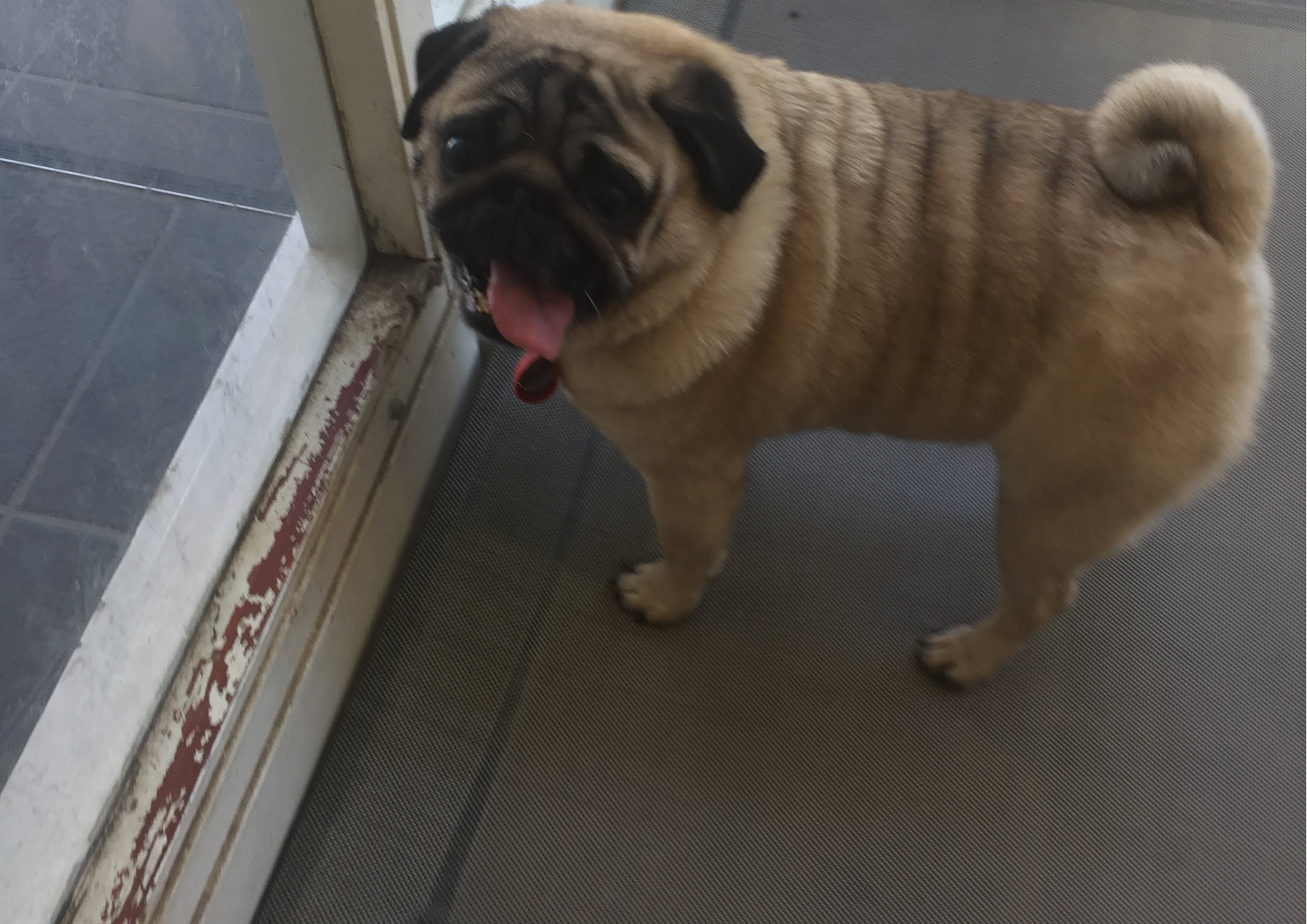 4) Medium  - Bath, Groom, Clean Ears, Trim Nails Not a hair cut - Beagle, Fox Terrier