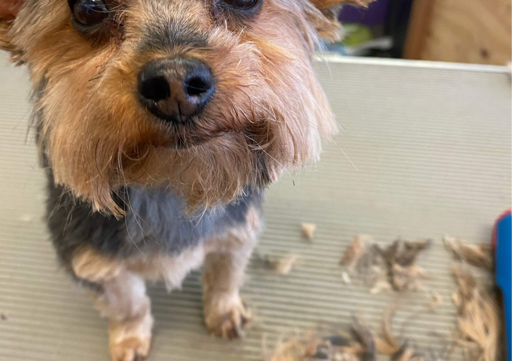 7) Small - Bath, Groom, Trim all Feathers, Clean Ears, Trim Nails - Teapot Yorkie, Chihuahua, Dachshound 