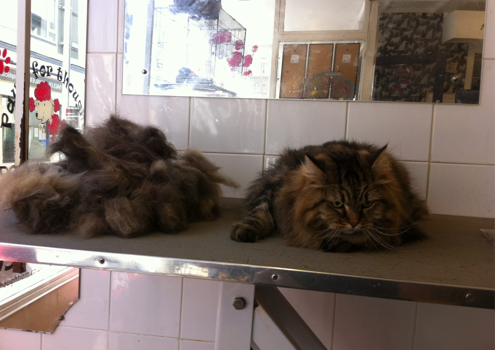 1) Cat Grooming half hour groom (no use of clippers)