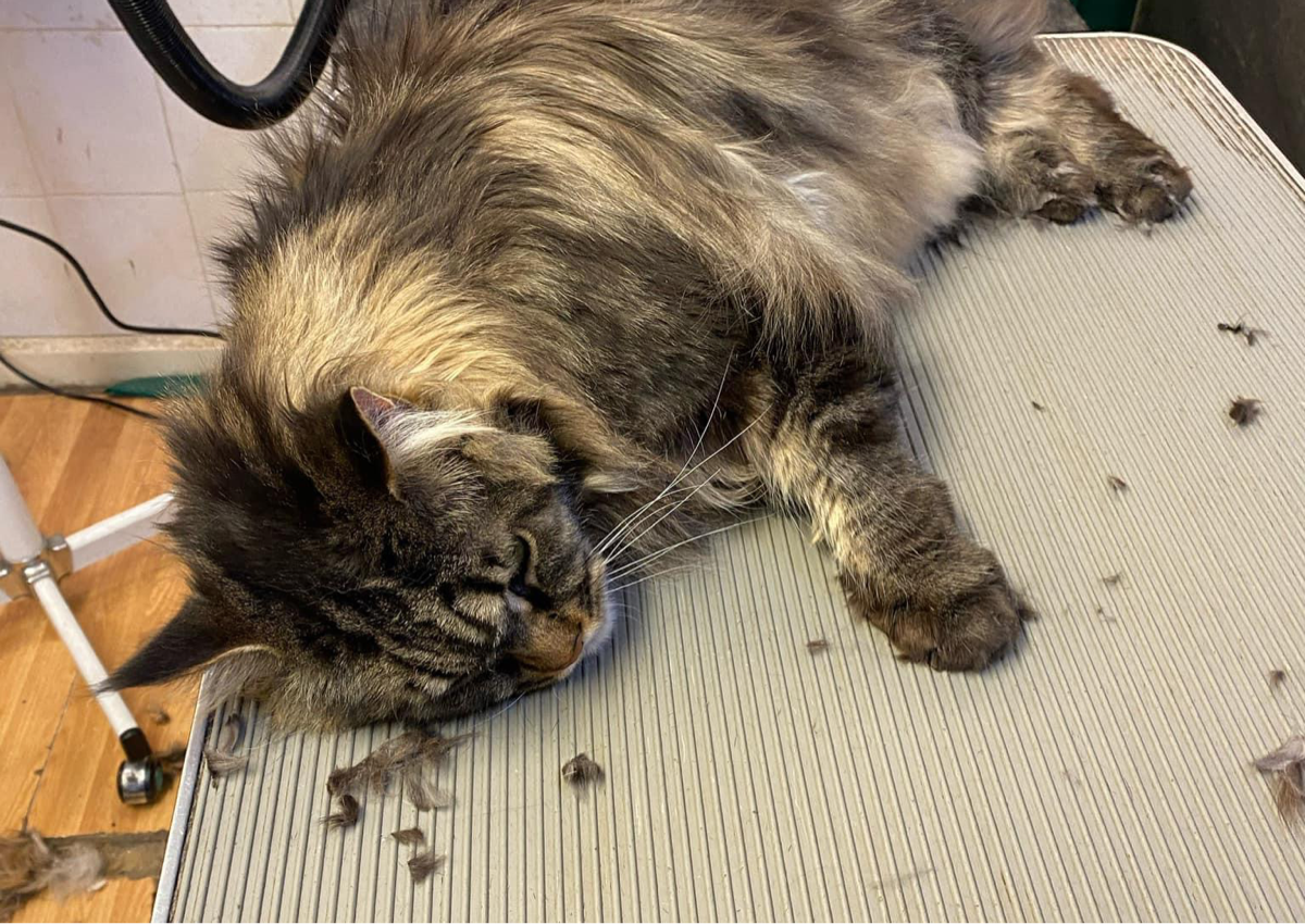 1b) Matted Cat Clip (clip coat off or to clip matts out )