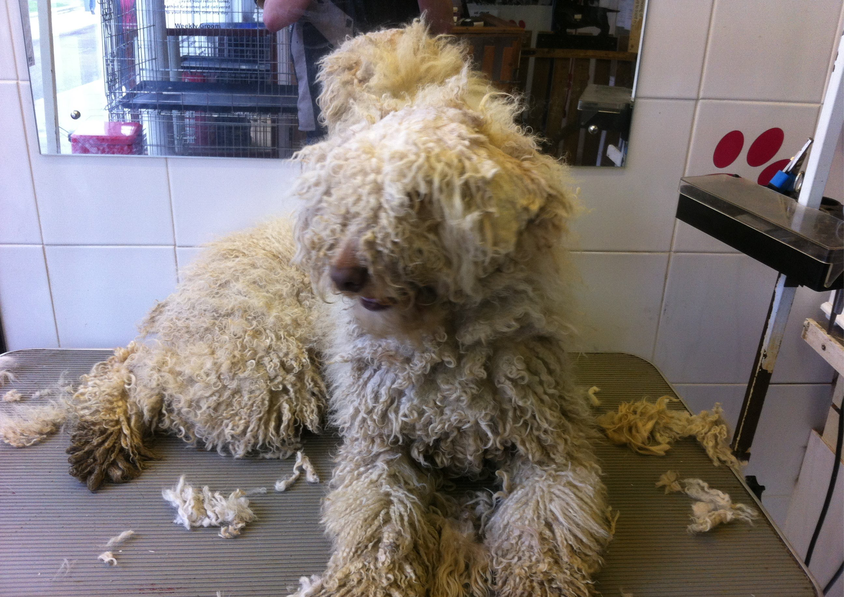 13) Large Size Dogs - Old English, Golden Retriever, Labradoole 