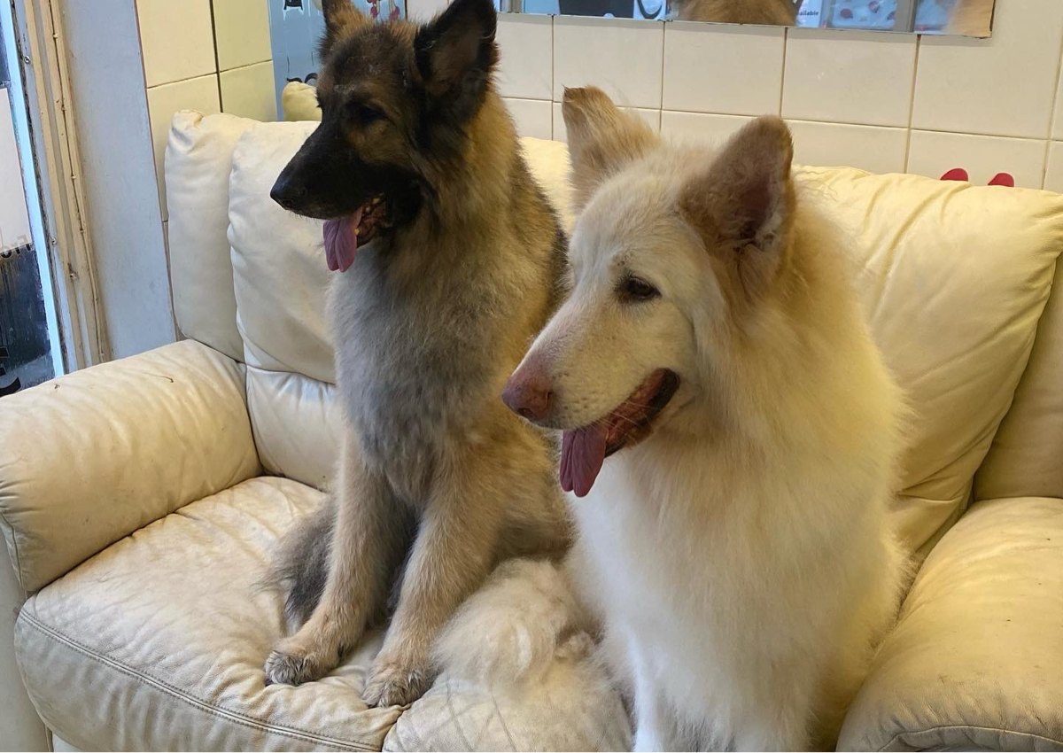 9) Large Size Dogs - German Shepherd, Golden Retriever 