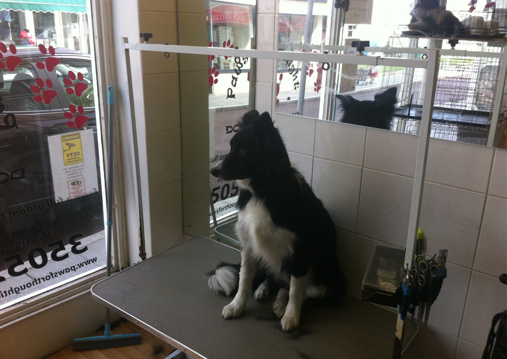 8) Medium  - Bath, Groom, Trim all Feathers,Clean Ears, Trim Nails - Border Collie, Shetland - This is Not a Full clip
