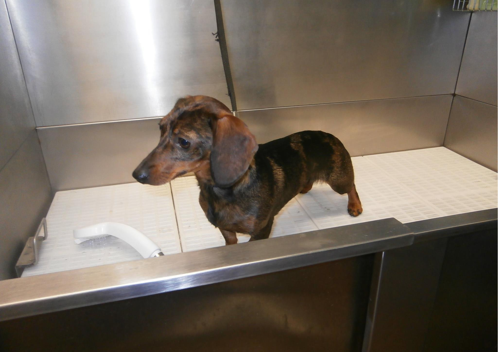 3) Small - Bath, Groom, Clean Ears, Trim Nails - Chihuhua, Pug, Dachshund