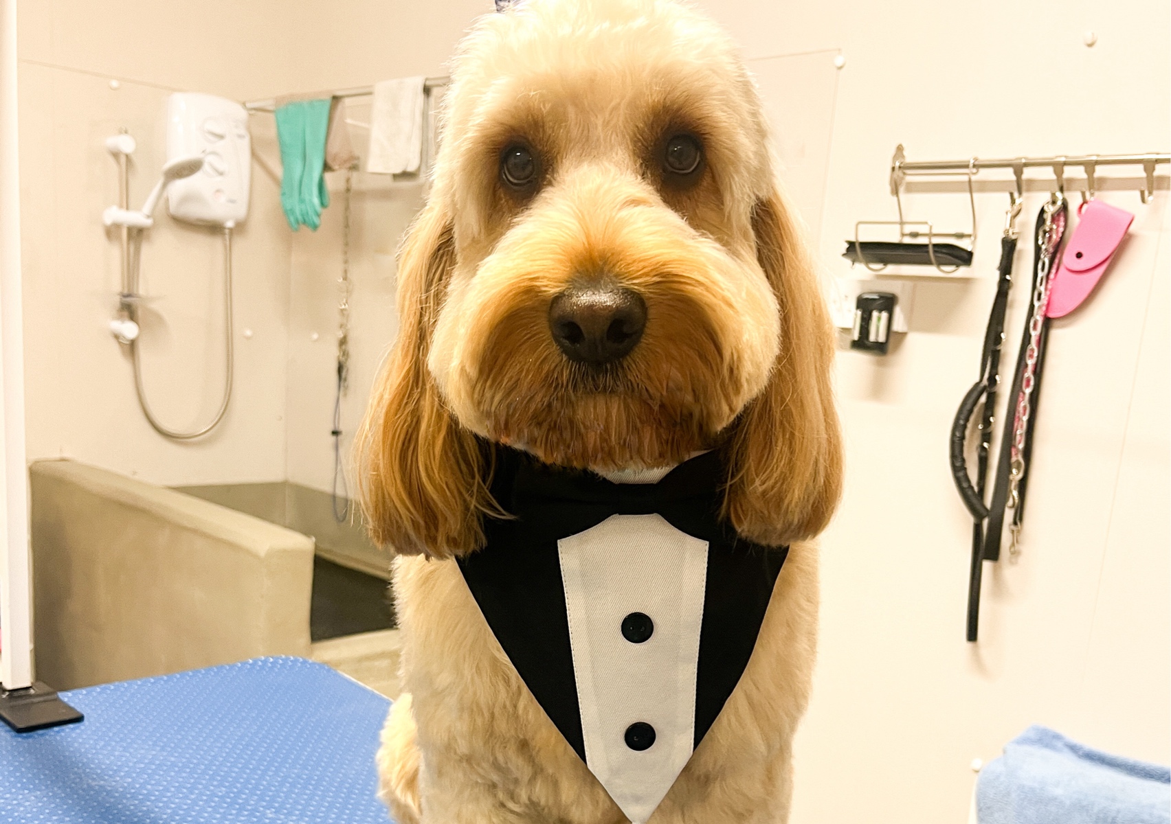 Tuxedo Wedding Bandana