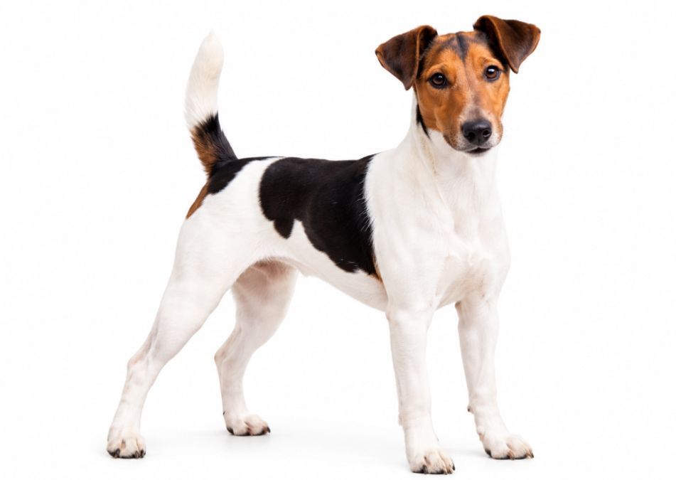 Smooth Coat Fox Terrier