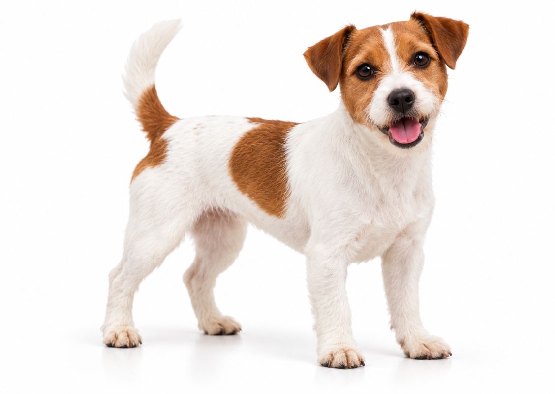 Jack Russell Terrier