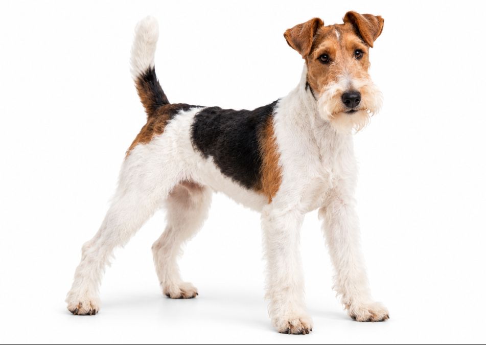 Wire Haired Fox Terrier