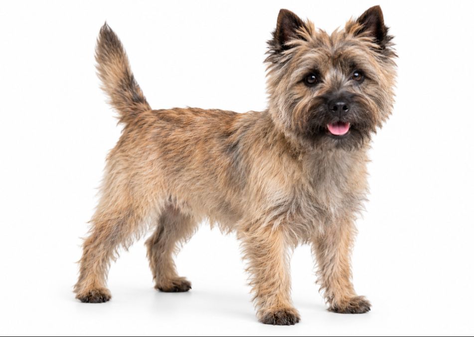 Cairn Terrier