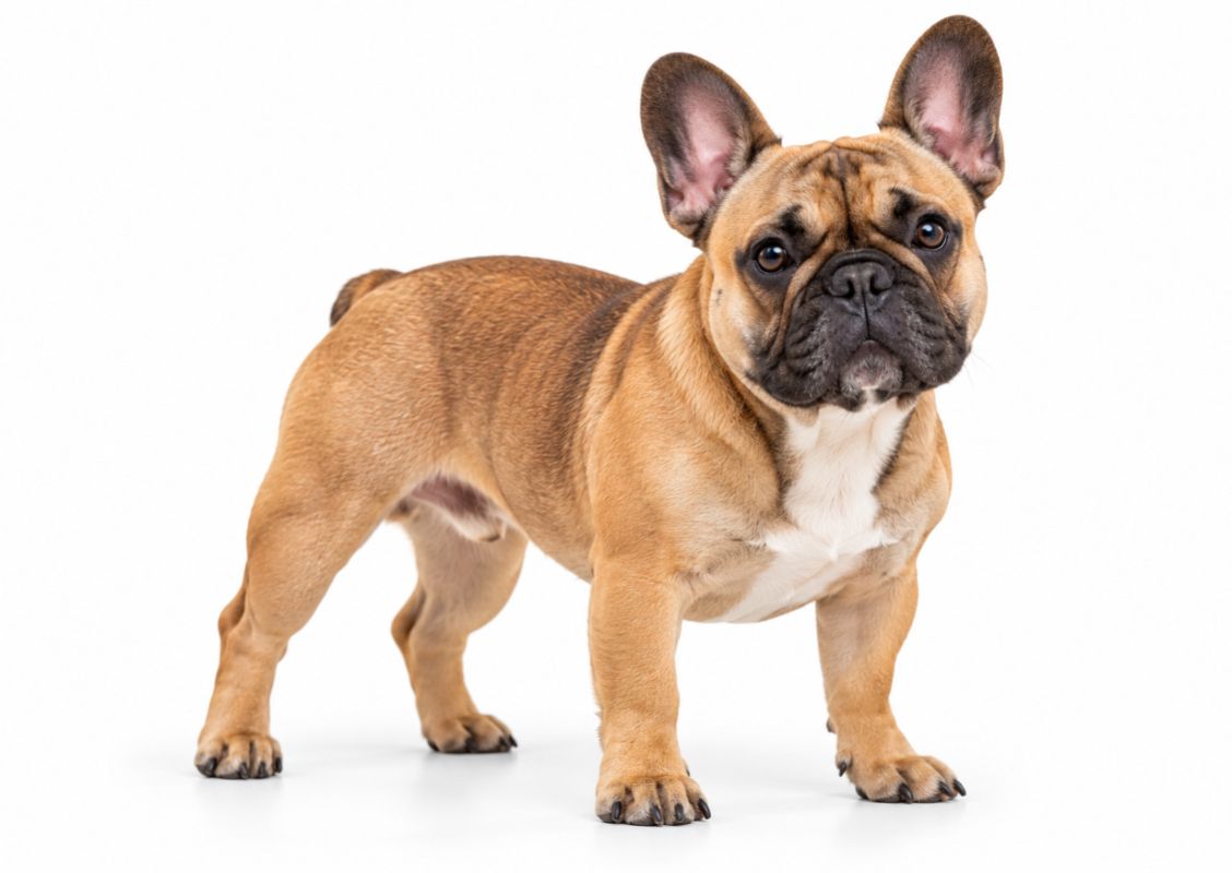 French Bulldog