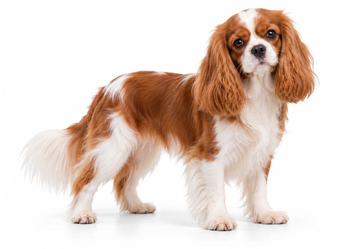 Cavalier King Charles Spaniel