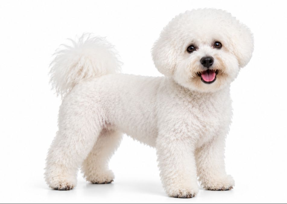 Bichon Frise