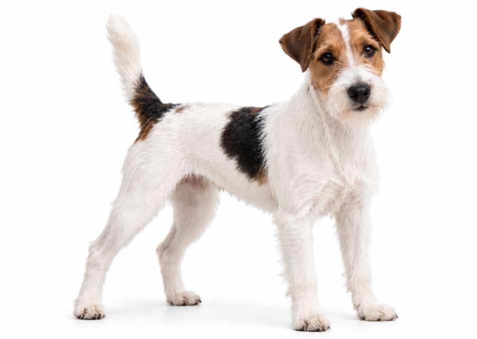 Parson Russell Terrier