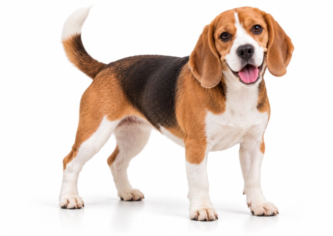 Beagle