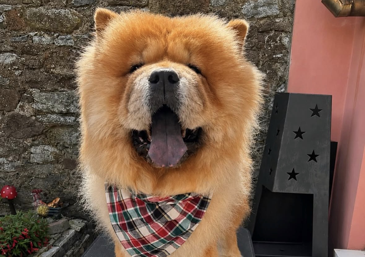 Big dog full groom 