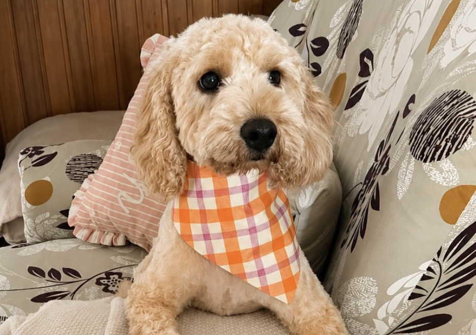 Medium dog full groom 