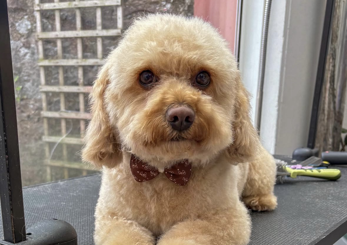 Small dog full groom
