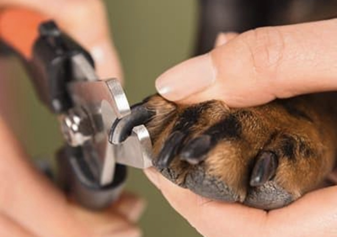 Nail Trim