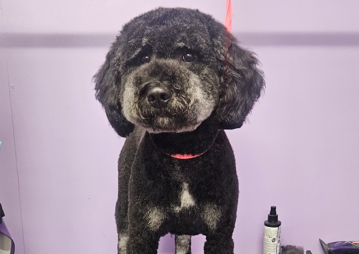 full groom for poo or chon breeds