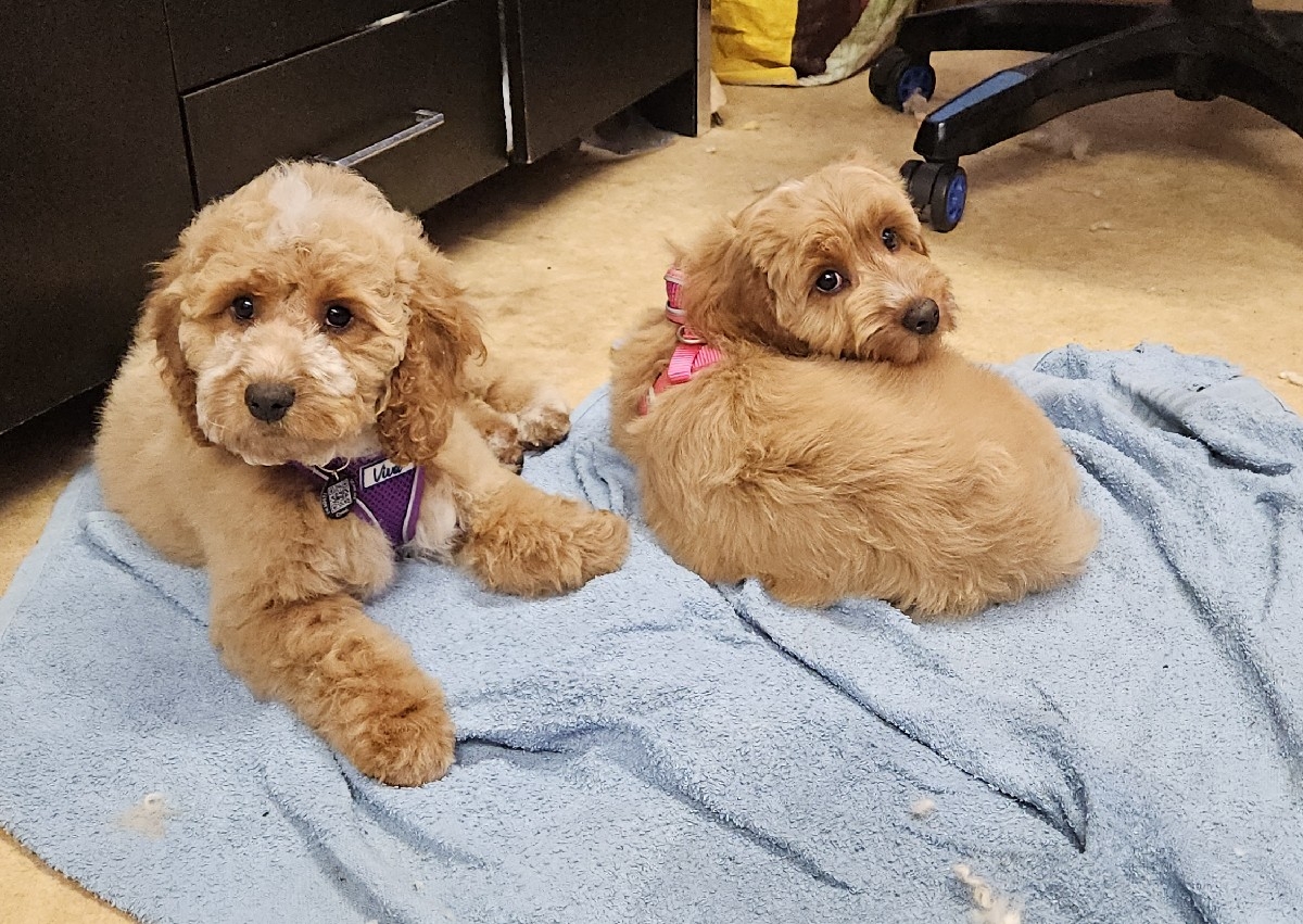 Between groom bath and tidy