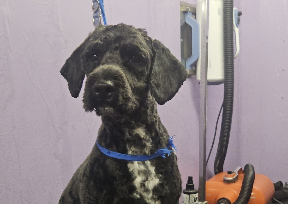 Full groom nervous dogs.