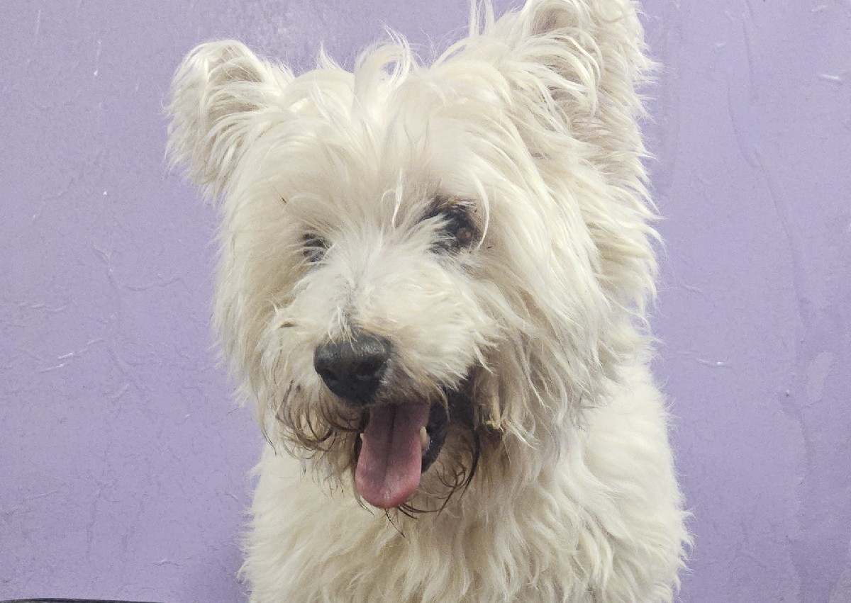 full groom matted dog