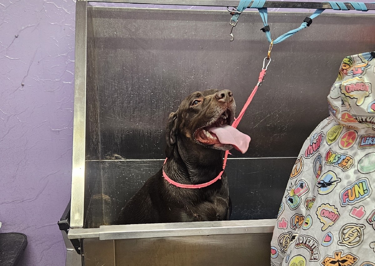 Self service dog wash.