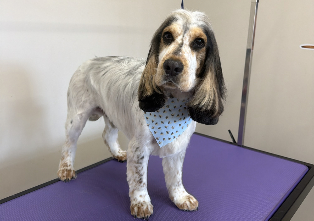 Full groom medium
