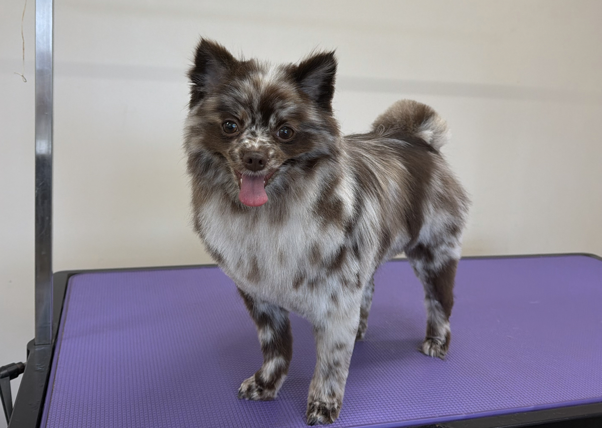 Full groom XS
